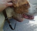 Έσωσε τον σκύλο από τους βασανιστές του στο Μενίδι Αττικής